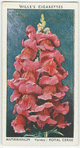 Antirrhinum.