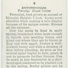 Antirrhinum.