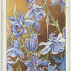 Aquilegia.