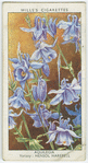 Aquilegia.