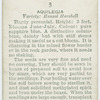 Aquilegia.