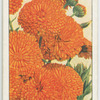 Calendula.