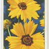 Calliopsis.