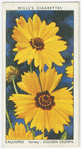 Calliopsis.
