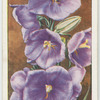 Campanula.