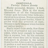 Campanula.