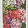 Candytuft.