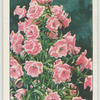 Canterbury bell.