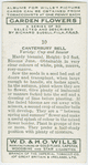 Canterbury bell.