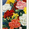Annual carnation.