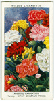 Annual carnation.