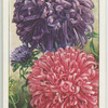 Chinese aster.
