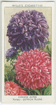 Chinese aster.