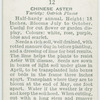 Chinese aster.