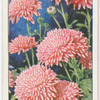Chrysanthemum.