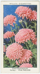 Chrysanthemum.