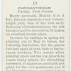 Chrysanthemum.