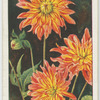 Dahlia.