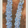 Delphinium.