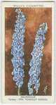 Delphinium.