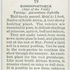 Dimorphotheca.
