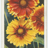 Gaillardia.