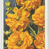 Geum.