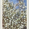 Gypsophila.