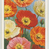 Iceland poppy.