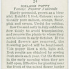 Iceland poppy.