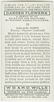Iceland poppy.