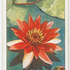 Nymphaea.