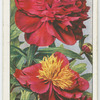 Paeony