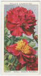 Paeony