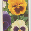 Pansy