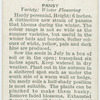 Pansy