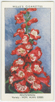 Penstemon