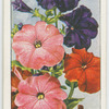 Petunia