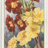 Polyanthus.