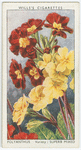 Polyanthus.