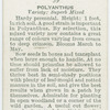 Polyanthus.