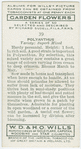 Polyanthus.