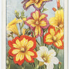 Salpiglossis