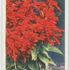 Salvia