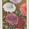 Scabious