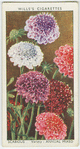Scabious