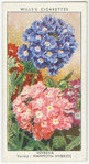 Verbena.