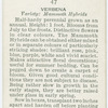 Verbena.