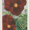 Viola.