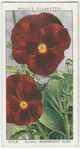 Viola.